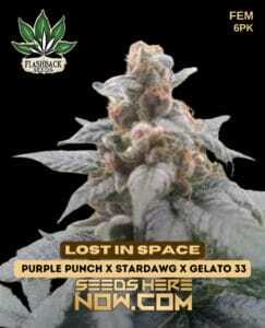 Lost In Space (Feminized) (space) Flashback Seeds