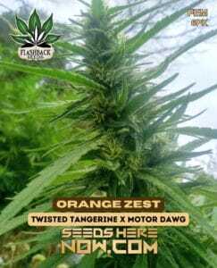 Orange Zest (Feminized) (space) Flashback Seeds