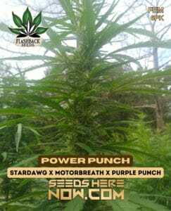 Power Punch (Feminized) (space) Flashback Seeds