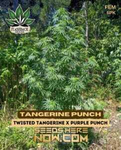 Tangerine Punch (Feminized) (space) Flashback Seeds