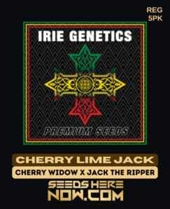 Cherry Lime Jack (Regular) (space) Irie Genetics