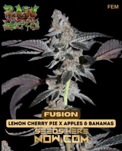 Fusion (Feminized) (space) Raw Genetics