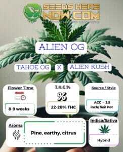 Alien OG Clones (space) ACC