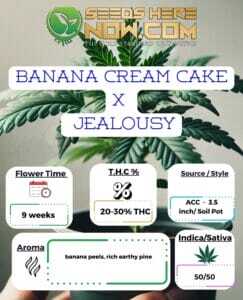 Banana Cream Cake x Jealousy Clones(space) ACC
