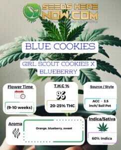 Blue Cookies Clones (space) ACC