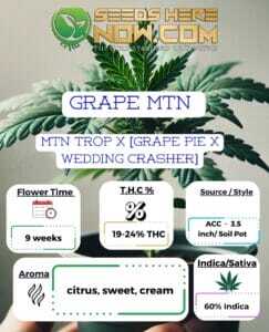 Grape MTN Clones (space) ACC