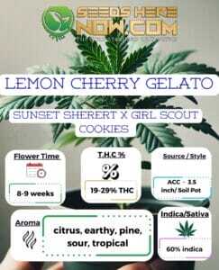 Lemon Cherry Gelato Clones (space) ACC