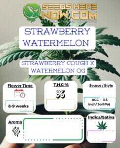 Strawberry Watermelon Clones (space) ACC