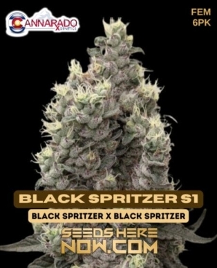 Black Spritzer S1 (Feminized) (space) Cannarado Genetics