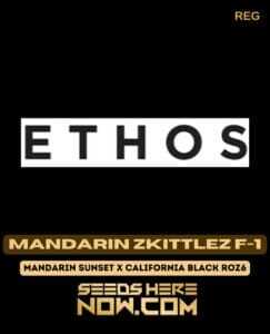 Mandarin Zkittlez F(space)1 (Regular) (space) Ethos Genetics