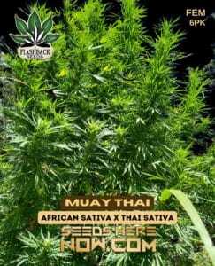 Muay Thai (Feminized) (space) Flashback Seeds
