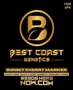 Sunset Cherry Marker (Feminized) (space) Best Coast Genetics