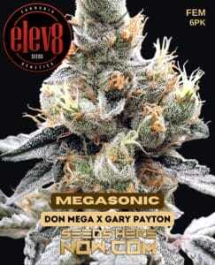 Megasonic (Feminized) (space) Elev8 Seeds