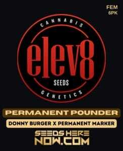 Permanent Pounder (Feminized) (space) Elev8 Seeds