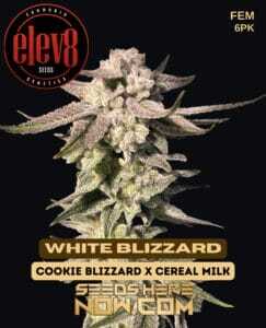 White Blizzard (Feminized) (space) Elev8 Seeds