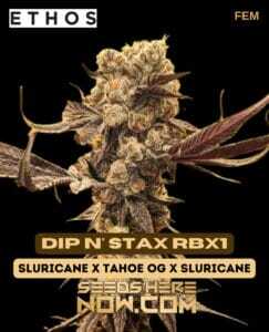 Dip n' Stax RBX1 (Feminized) (space) Ethos Genetics