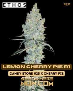 Lemon Cherry Pie R1 (Feminized) (space) Ethos Genetics