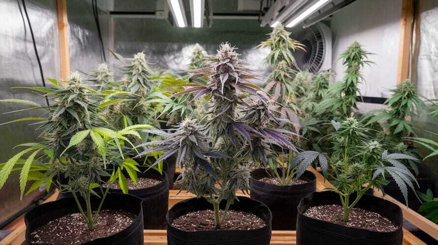 Autoflower seeds explained