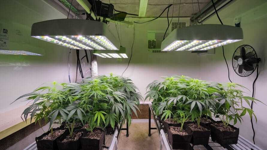 Autoflower seeds guide