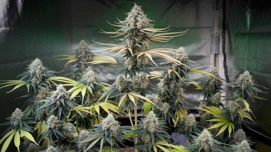 Best CBD strains