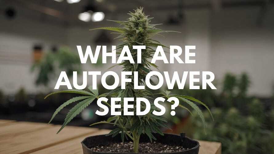 What Are Autoflower Seeds And How Do They Benefit Growers? Your Complete Guide – What Are Autoflower Seeds and How Do They Benefit Growers? Your Complete Guide