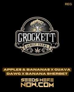 Apples & Bananas x Guava Dawg x Banana Sherbet (Regular) (space) Crockett Family Farms