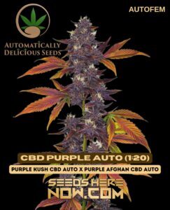 CBD Purple Auto (1:20) (Autoflower) (space) Automatically Delicious