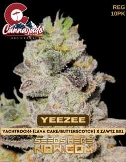 Cannarado Genetics (space) YeeZee {REG} [10pk]Cannarado Genetics (space) YeeZee {REG} [10pk]