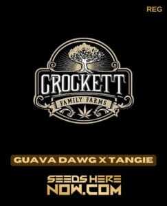Guava Dawg x Tangie (Regular) (space) Crockett Family Farms