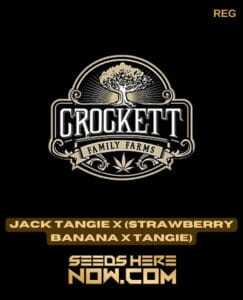 Jack Tangie x (Strawberry Banana x Tangie) (Regular) (space) Crockett Family Farms