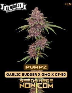 Purpz (Feminized) (space) Humboldt Seed CompanyPurpz (Feminized) (space) Humboldt Seed Company