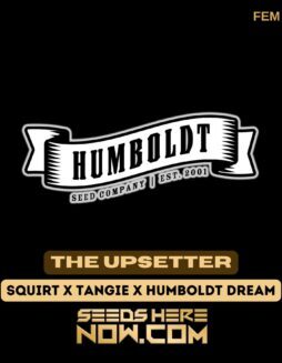 The Upsetter (Feminized) (space) Humboldt Seed CompanyThe Upsetter (Feminized) (space) Humboldt Seed Company