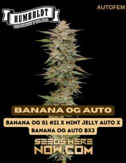 Banana OG Auto (Autoflower) (space) Humboldt Seed CompanyBanana OG Auto (Autoflower) (space) Humboldt Seed Company