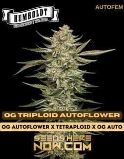 OG Triploid Auto (Autoflower) (space) Humboldt Seed CompanyOG Triploid Auto (Autoflower) (space) Humboldt Seed Company