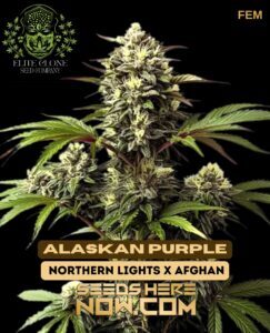 Alaskan Purple S1 (Feminized) (space) Elite Clone Seed Company