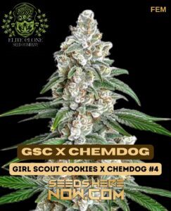 GSC x Chemdog S1 (Feminized) (space) Elite Clone Seed Company