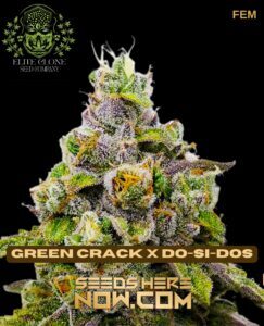 Green Crack x Do(space)Si(space)Dos S1 (Feminized) (space) Elite Clone Seed Company