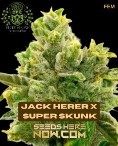 Jack Herer x Super Skunk S1 (Feminized) (space) Elite Clone Seed Company