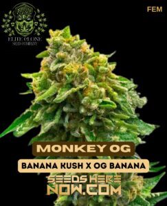 Monkey OG S1 (Feminized) (space) Elite Clone Seed Company
