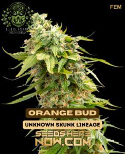 Orange Bud S1 (Feminized) (space) Elite Clone Seed Company