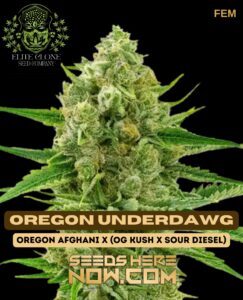 Oregon Underdawg S1 (Feminized) (space) Elite Clone Seed Company