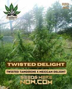 Twisted Delight (Regular) (space) Flashback Seeds