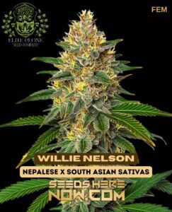 Willie Nelson S1 (Feminized) (space) Elite Clone Seed Company