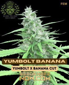 Yumbolt Banana S1 (Feminized) (space) Elite Clone Seed Company 1