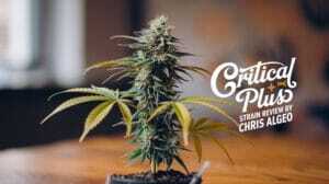 Critical Plus Strain Review: A Hulking Hybrid