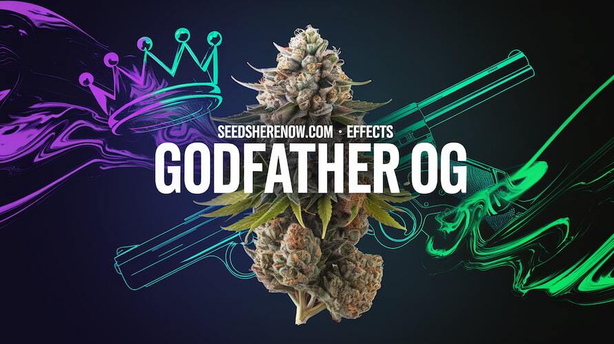 An image of a Godfather OG strain bud