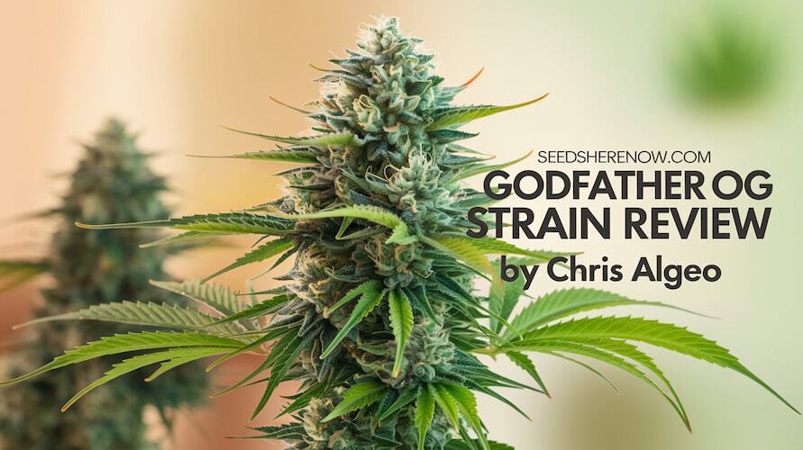 Godfather Og Strain Review And Information – Godfather OG strain review