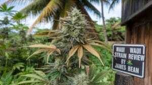 Maui Waui strain review