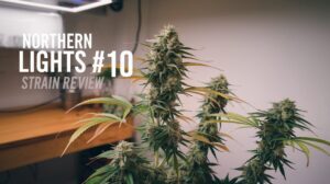Northern Lights #10 Strain Review: A Modern Classic – Northern Lights #10 strain review
