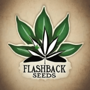 FLASHBACK SEEDS